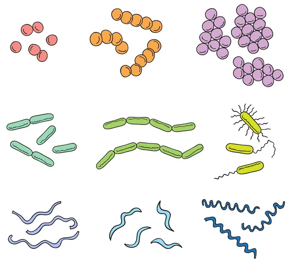 Ілюстрація багатьох видів бактерій — стоковий вектор