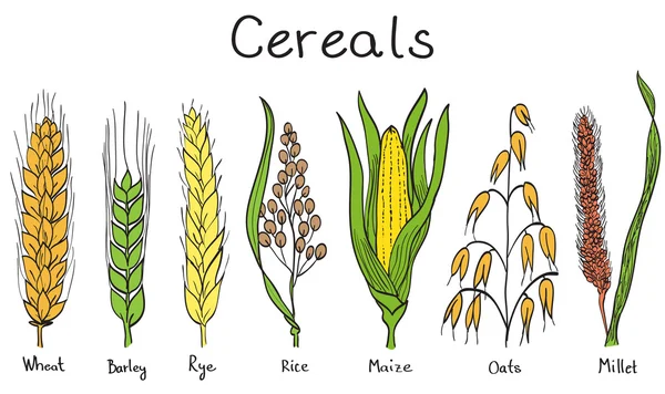 Cereales ilustración dibujada a mano — Vector de stock
