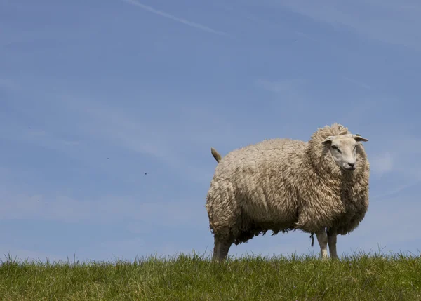 Holländische Schafe — Stockfoto