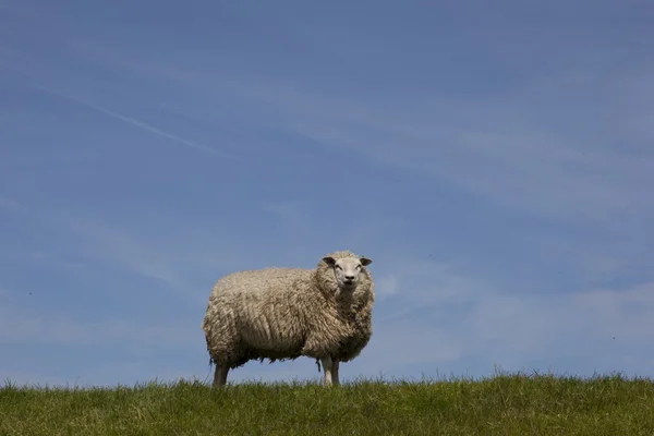 Holandský ovce — Stock fotografie