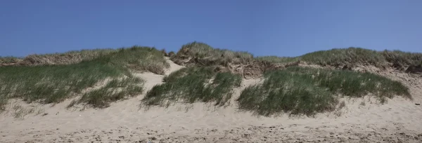 Dunes néerlandaises — Photo