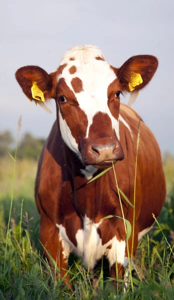 Holandský kráva — Stock fotografie