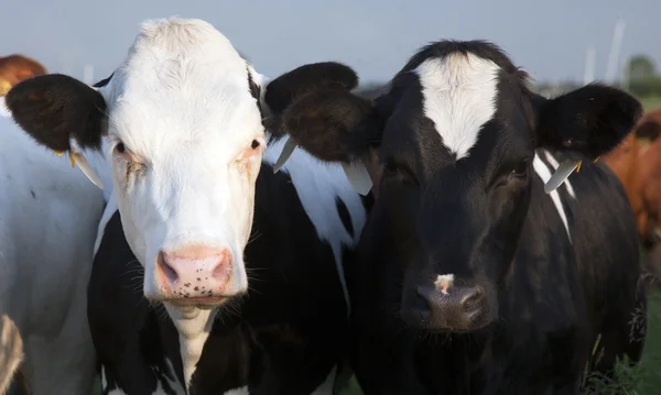 荷兰奶牛 — 图库照片