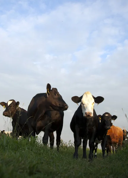 Holenderskie krowy — Zdjęcie stockowe