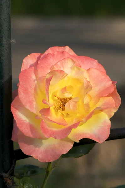 Bunga mawar Cina — Stok Foto