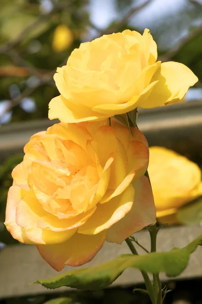 Bunga mawar Cina — Stok Foto