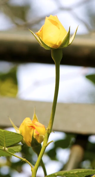 Китайский цветок — стоковое фото