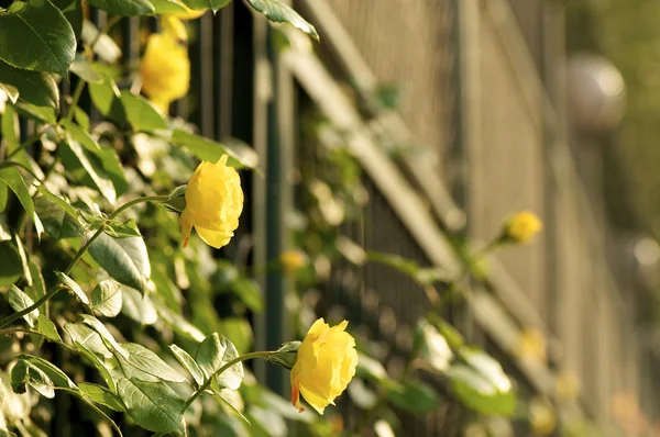 Rosa china flor — Foto de Stock