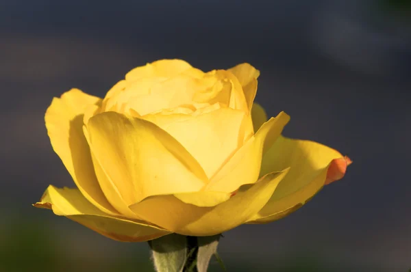Китайський Rose квітку — стокове фото