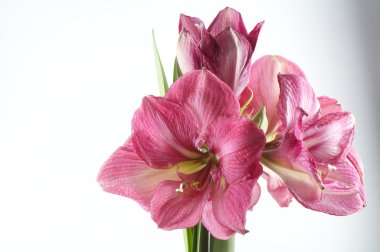 Hippeastrum Vittatum