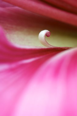 Hippeastrum Vittatum