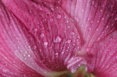 Hippeastrum Vittatum