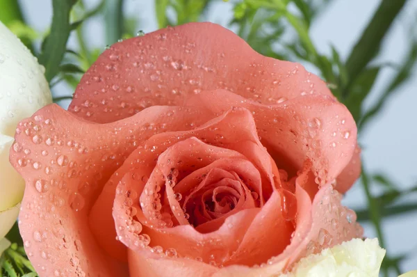 Růže detail — Stock fotografie