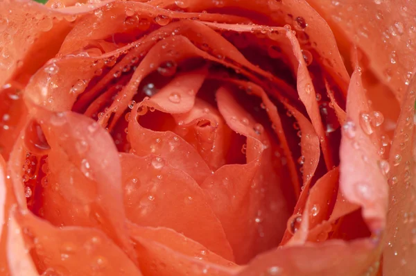 Rose detail — Stock Photo, Image