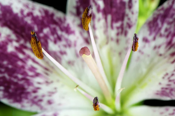 Пурпурная лилия — стоковое фото