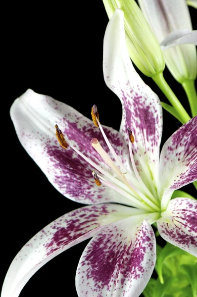 Fioletowy lilia — Zdjęcie stockowe