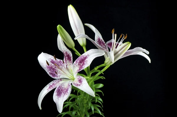 Purple lily — Stock Photo, Image