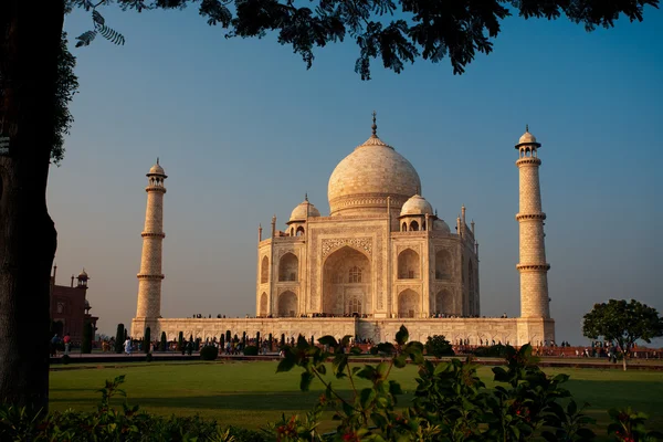 Tarde Taj Mahal puesta de sol enmarcado árbol hierba —  Fotos de Stock