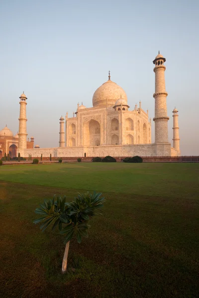 Empty Taj Mahal Tree Sunrise Morning — Stock Photo, Image