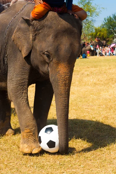 Elephant Playing Soccer Ball Grass Field — Stock Photo, Image
