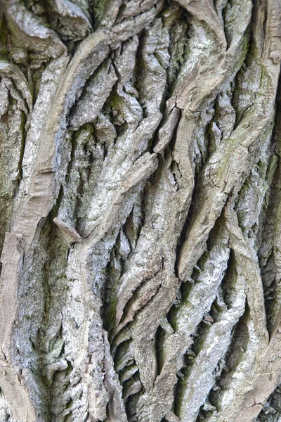 Corteccia di un albero — Foto Stock