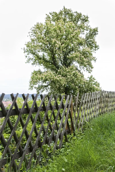 Tree at the Fence — Stock Photo, Image