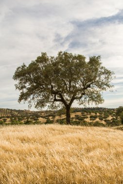 Güney Portekiz corktree manzara