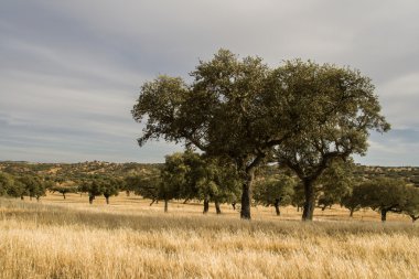 Güney Portekiz corktree manzara