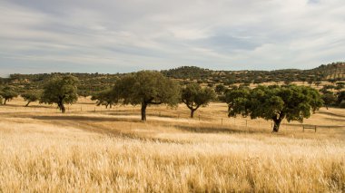 Güney Portekiz corktree manzara