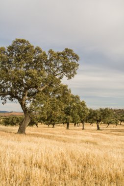 Güney Portekiz corktree manzara