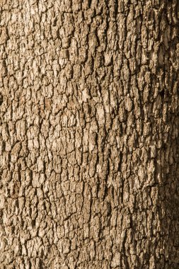 Corktree texture clipart