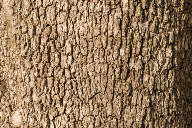 Corktree texture