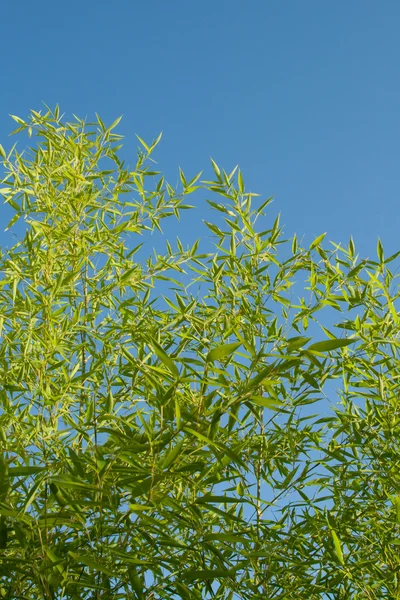 stock image Bamboo leaves with blue sky in background