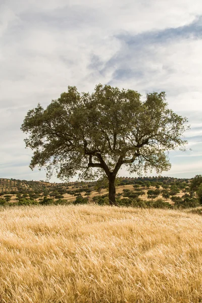 Corktree landschap in Zuid-portugal — Stockfoto