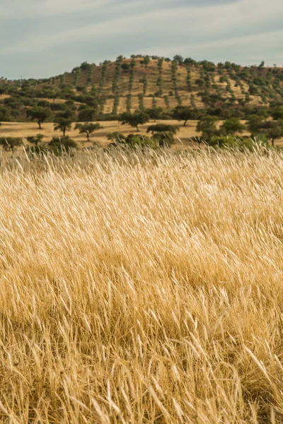 Wheat meadow — Stock Photo, Image