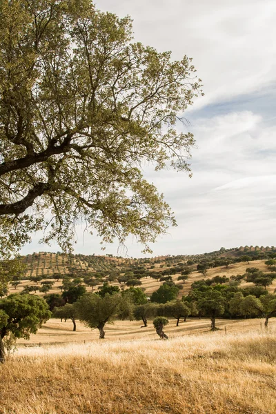 Corktree krajina v jižním Portugalsku — Stock fotografie