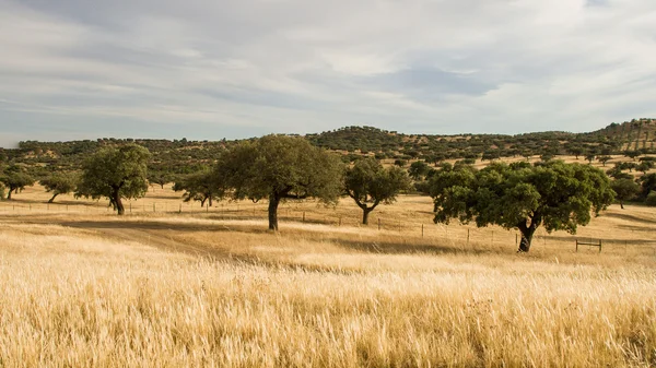 Corktree krajina v jižním Portugalsku — Stock fotografie