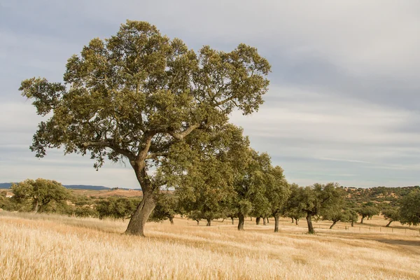 Corktree landschap in Zuid-portugal — Stockfoto