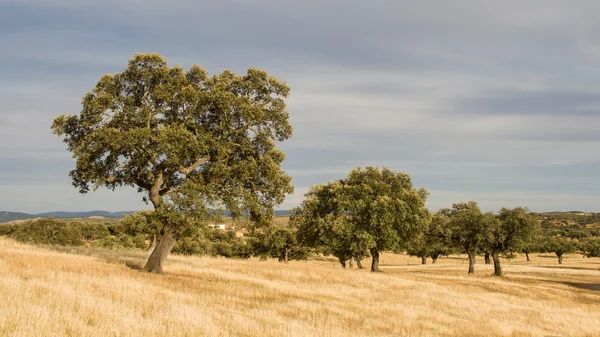 Corktree paisaje en el sur de Portugal —  Fotos de Stock