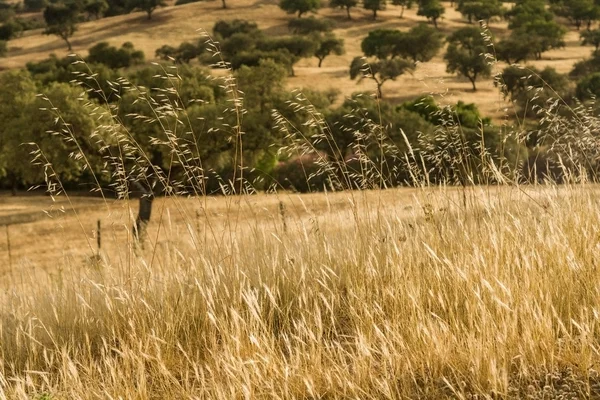 stock image Wheat meadow