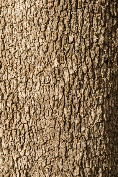 Textura de árbol de corcho —  Fotos de Stock