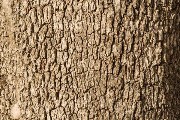 Corktree texture — Stock Photo, Image
