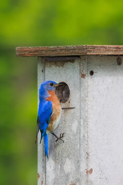 Scatola di nidificazione blu — Foto Stock