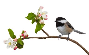 Apple Blossom Chickadee clipart