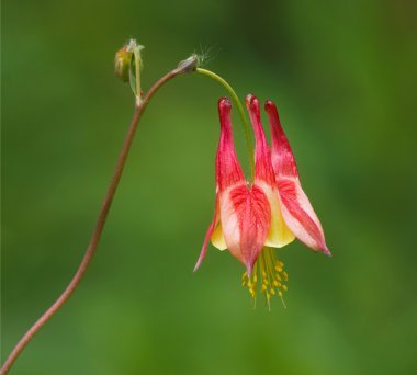 Columbine