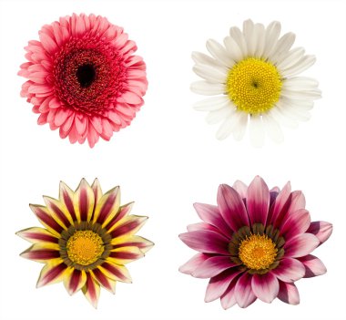 A collage of four flowers clipart