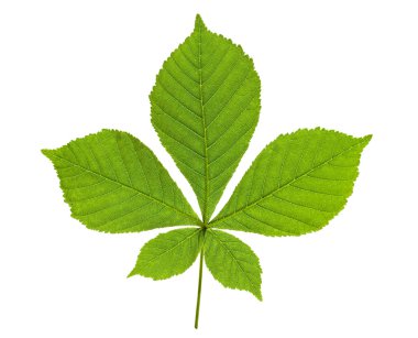 Chestnut leaf clipart