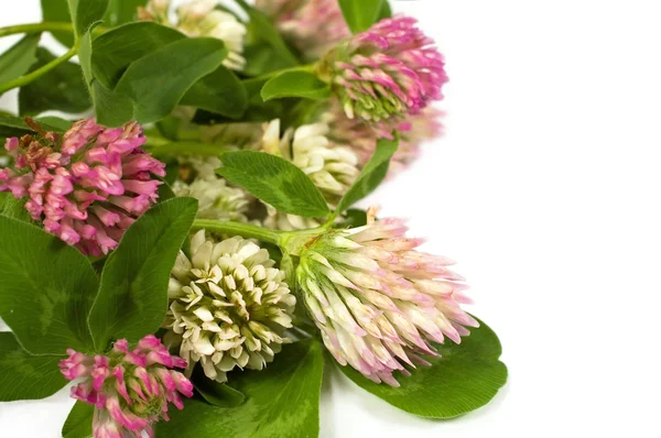 stock image Blossom clover