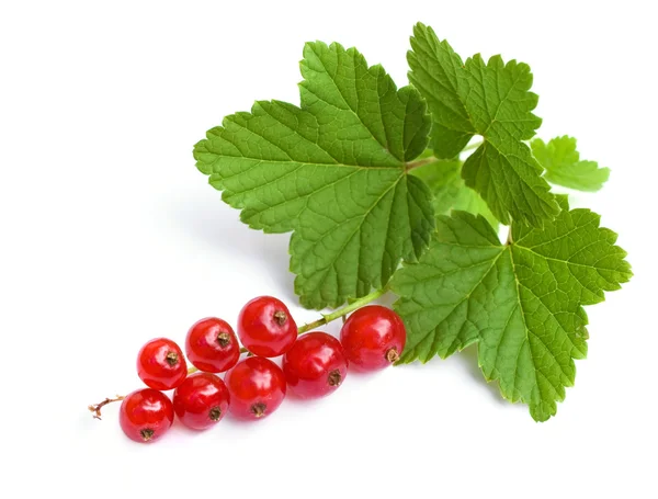 Red currant close-up — Stock Photo, Image
