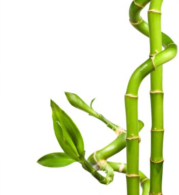 Decorative bamboo clipart